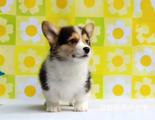 宿州本地柯基犬犬舍，本地柯基犬在哪里 - 图片 11