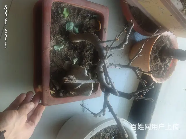 自己家养的花 - 图片 4