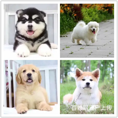 霍邱狗狗大型养殖场如何买到纯种狗 - 图片 3