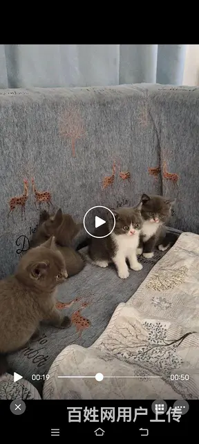英短蓝猫 - 图片 3