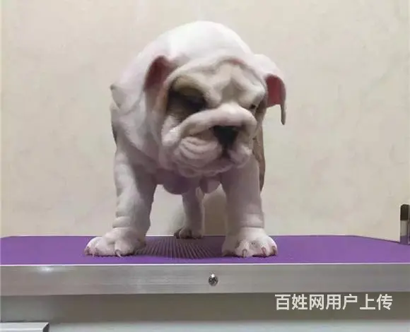 恩施【十年老店】常年繁殖优质血统英牛幼犬 - 图片 12