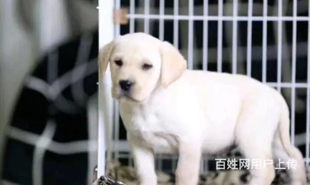 出售精品纯种拉布拉多 黑色黄色咖啡色拉多幼犬可挑选 - 图片 1