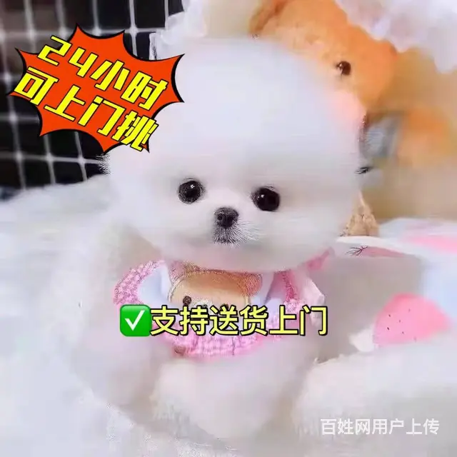北京卖俊介正规犬舍  俊介博美幼犬 - 图片 2