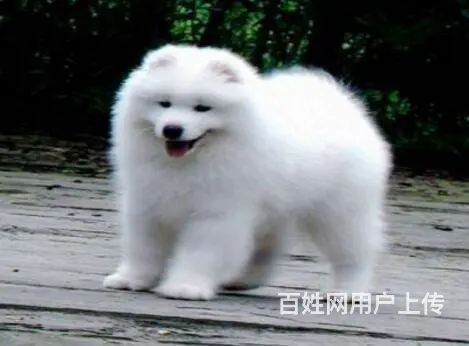 承德萨摩怎么卖 家养萨摩 保纯种健康 - 图片 7