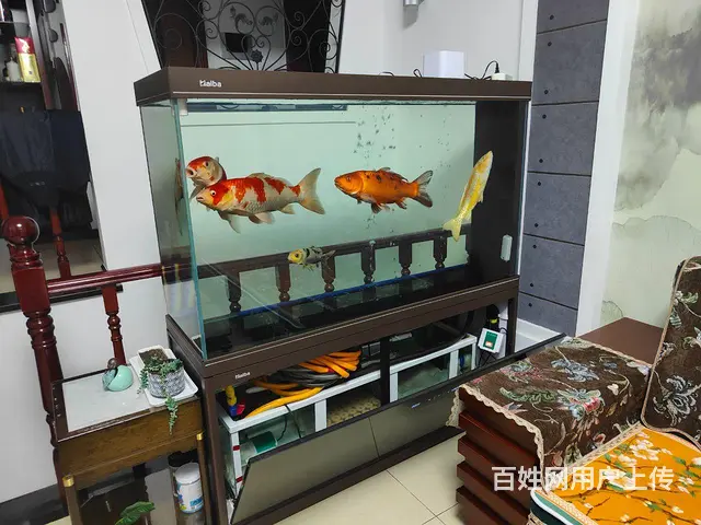 锦鲤鱼 - 图片 1