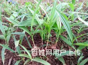湖北百草堂白芨种植从选种到收获，每一步都充满匠心 - 图片 1
