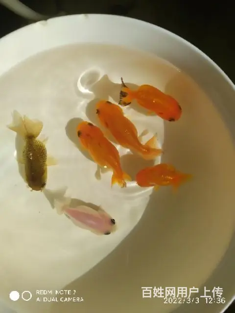 打包六条商品小兰寿，品相尺寸如视频自鉴 - 图片 9