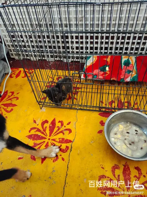 流浪猫寻有缘人不求富贵但求相守 - 图片 2