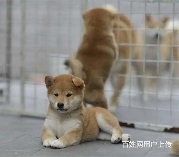 哪里有卖柴犬柴犬价格柴犬图片 纯种柴犬怎么喂养 - 图片 7
