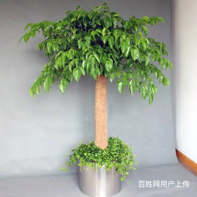 兰花，金钱树，发财树，办公室小盆栽销售 - 图片 9