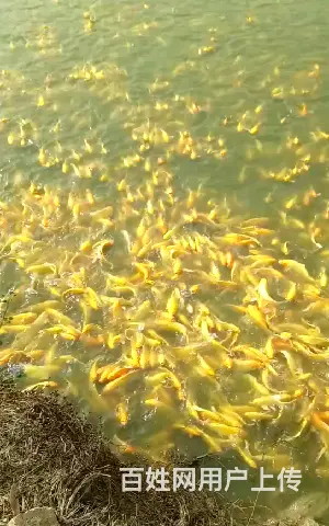 苏州市锦鲤批发，祥瑞锦鲤养殖 - 图片 4