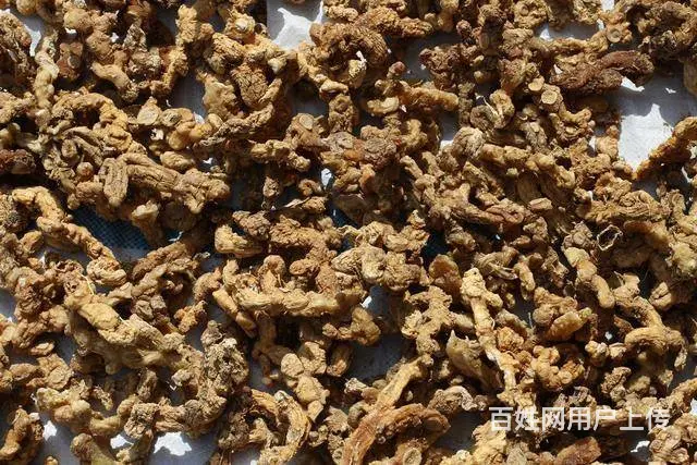湖北百草堂黄精种植在家获利多，不一样技术为农户助力 - 图片 1