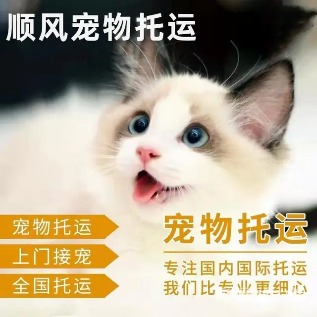 儋州宠物托运（猫狗）活体邮寄快递（2022宠物运输 ）今日推 - 图片 3