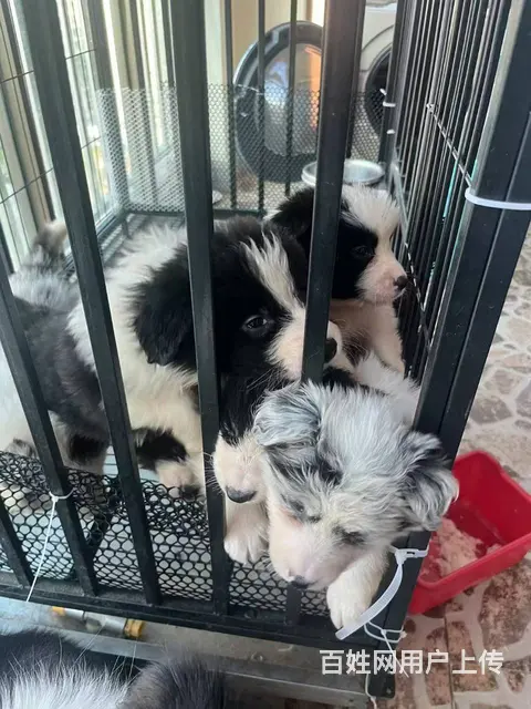 家养纯种边牧，品相佳。 - 图片 3
