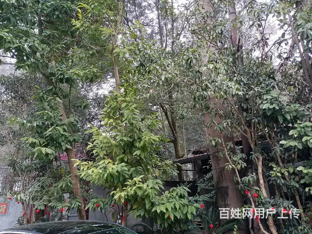 XSY温江进出方便库房出租不限业态 - 图片 9