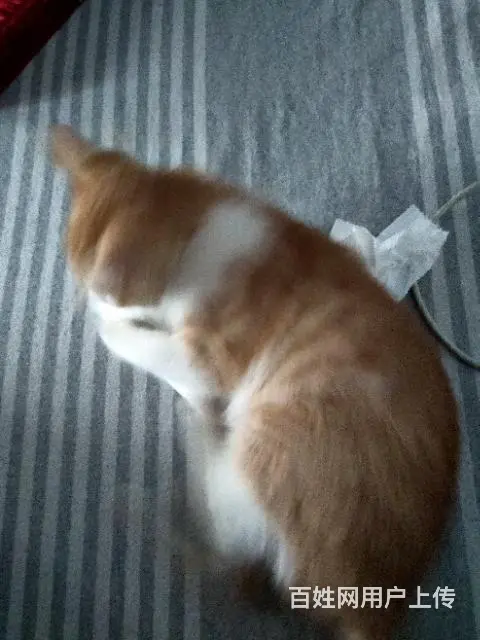 免费赠送小猫 - 图片 2