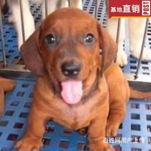 宿州【十年老店】常年繁殖优质血统腊肠犬幼犬 - 图片 6