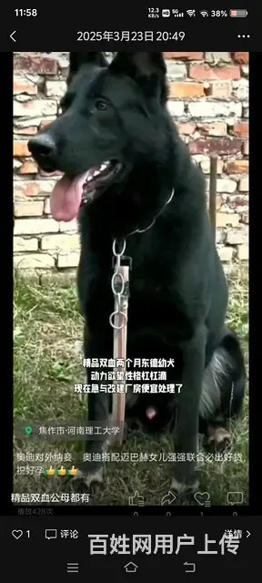 双血东德幼犬个个棒棒的 - 图片 1