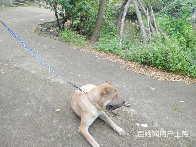 出售公雄狮犬 - 图片 3