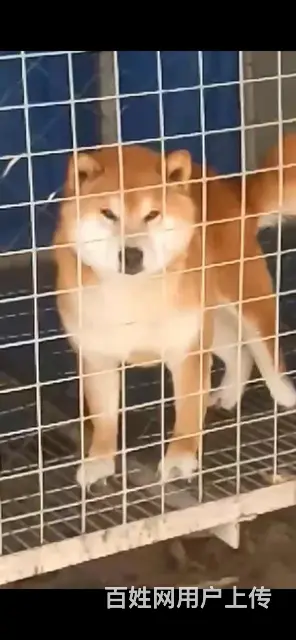 柴犬幼犬包子脸豆柴幼犬 吉林本市自家繁殖 - 图片 3