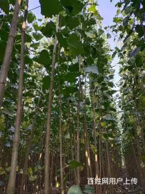 威海精品杨树苗供应//优质107杨树苗出售 - 图片 5