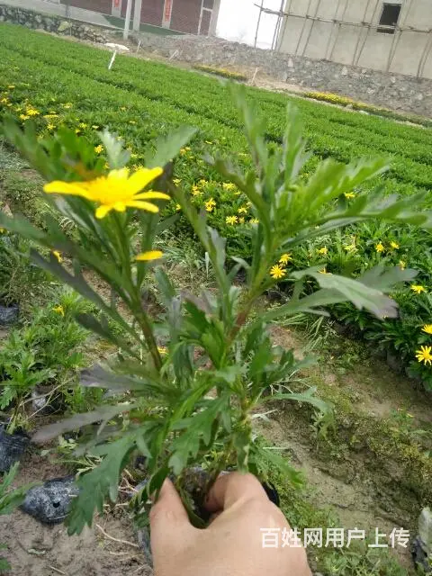木春菊50万现货，自家基地直销 - 图片 4