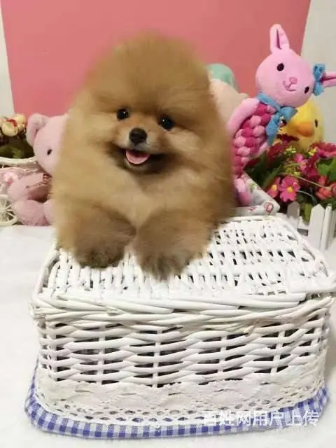 纯种哈多利博美犬出售 纯种博美幼犬 博美价格 - 图片 8