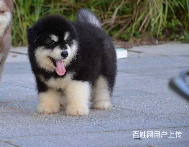 双血统阿拉斯加，亲自正规犬舍挑选，父母不同意忍痛转 - 图片 7