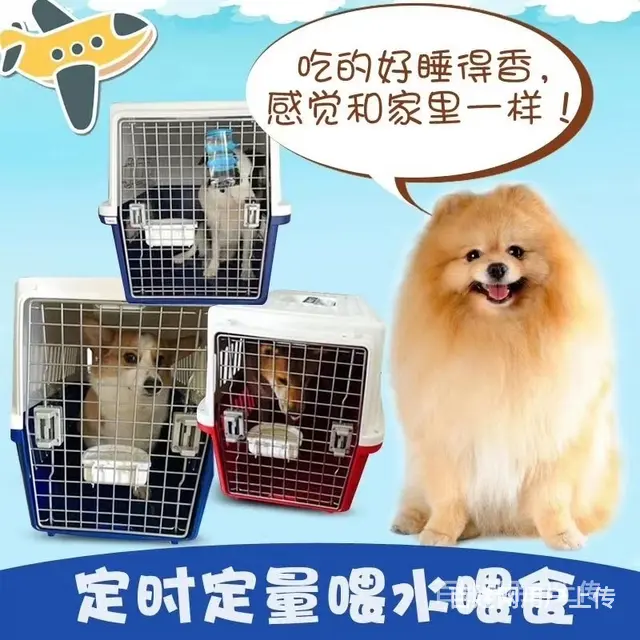 太原活体邮寄-宠物托运-门对门接送/安全高效今日推荐 - 图片 8