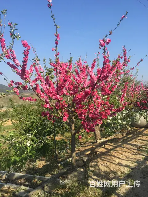 优质碧桃桃花、桃子 - 图片 2