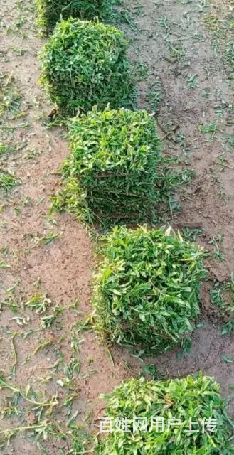 大叶油草。马尼拉草。台湾草 - 图片 1