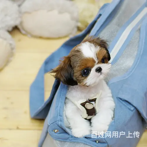 【货到付款】中卫西施犬多少钱有 完美西施血统赛级挑选 - 图片 6