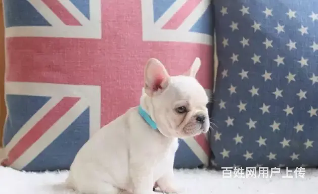 邢台法牛多少钱一只 邢台法牛怎么卖 邢台法牛价格 - 图片 4