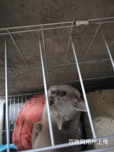 自家爱猫，忍痛割爱， - 图片 1