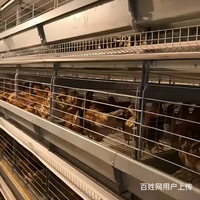 黄冈自动化养鸡设备 自动捡蛋清粪上料饮水 定制鸡笼 - 图片 3