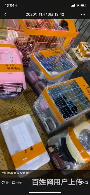 常州宠物快递 - 图片