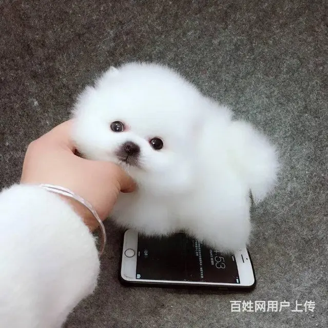 纯种哈多利博美犬 纯种球体白色博美幼犬供您选 - 图片 2