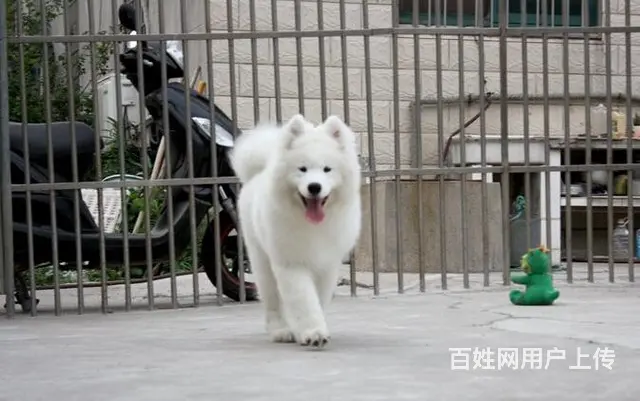 泰安哪里有出售萨摩耶幼犬宝宝 定时做疫苗和驱虫 公 - 图片 2