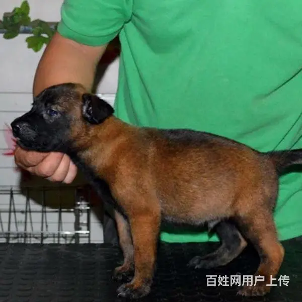 吕梁好的马犬哪里有卖，好的马犬如何挑选 - 图片 2