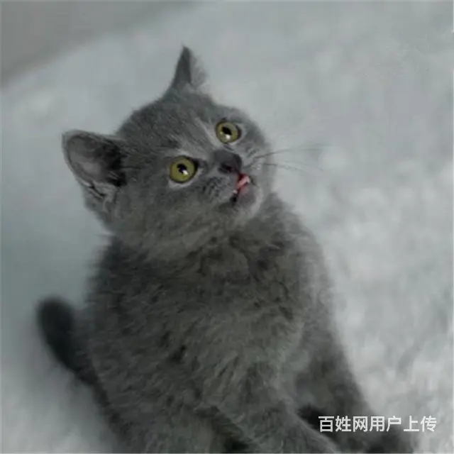 贵州黔南猫舍直销纯种蓝猫低价出售 - 图片 9