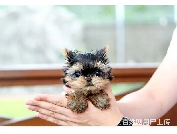 广州买狗首选推荐 正规犬舍 纯种约克夏犬多只待售 - 图片 1