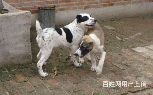 精品中亚牧羊犬体型完美 大骨架 保健康 疫苗齐全 - 图片 4