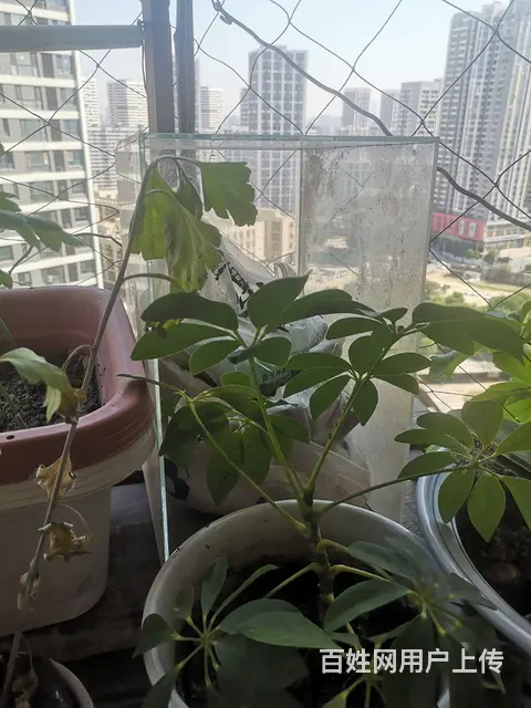 鱼缸 - 图片 1