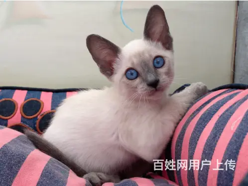 六安哪里卖纯种的暹罗猫？健康的暹罗猫多少钱一只？ - 图片 7