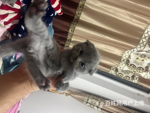 出售自家繁殖蓝猫3只胖虎无病选 - 图片 2