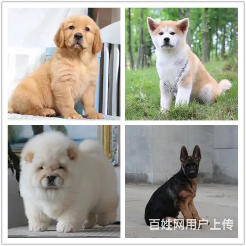 崇左狗狗繁殖基地如何挑选狗狗 - 图片 1