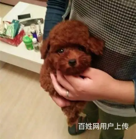 贵宾泰迪犬 贵宾泰迪价格贵宾泰迪照片 - 图片 6