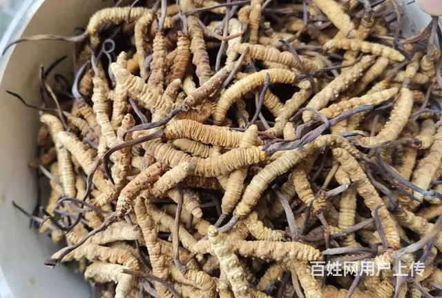 常熟哪里回收虫草 - 图片 4