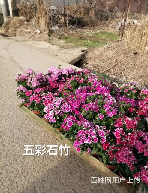 抚顺新抚名气大的草皮价格优惠 - 图片 2