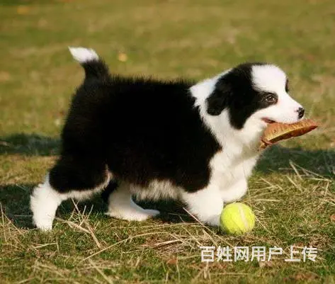 广州纯种边境牧羊犬价格 狗舍直销 包纯种健康签协议 - 图片 11